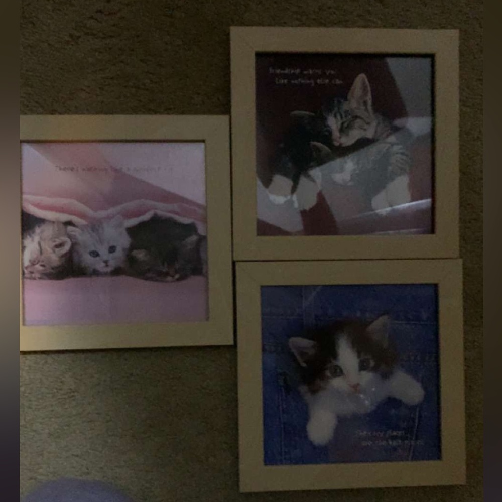 Three pictures of kittens